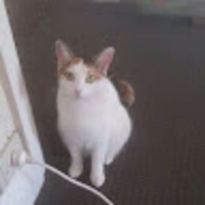 Meet your Posher, Piper